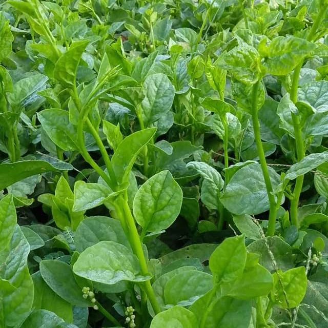 Hạt giống Mồng Tơi Xanh