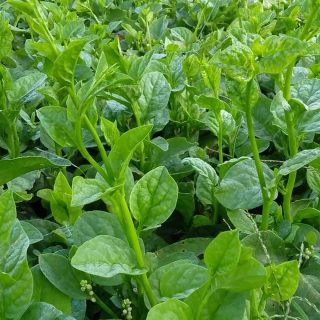 Hạt giống Mồng Tơi Xanh