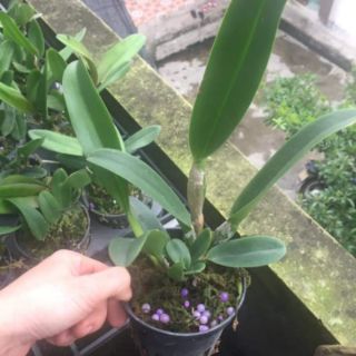 Lan cattleya