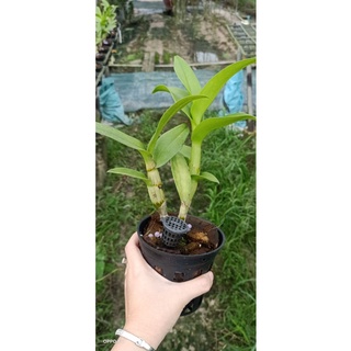 Lan Dendro lai cattleya màu mới