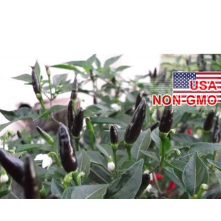 Hạt Giống Ớt Đen Chỉ Thiên