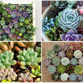 Hạt giống sen đá mix