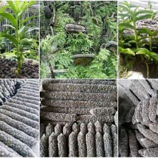 PHÂN DÊ  BÓN LAN VÀ CÁC LOẠI CÂY TRỒNG -