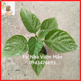 Cây Ớt Trinidad Red