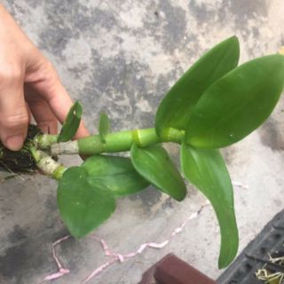 10 cây hoa phong lan denro nhiều màu