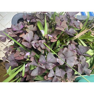 CỦ HOA BƯỚM ĐÊM & ME CHUA ĐẤT