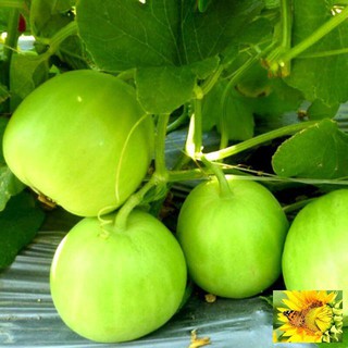 Hạt giống Dưa Lê Siêu Ngọt 10 hạt