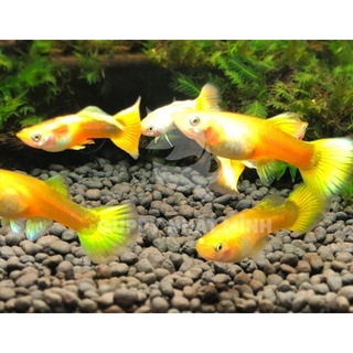 Full gold lai 1 cặp