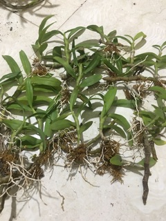 TRẦM TÍM GIỐNG hoa thơm- bền .