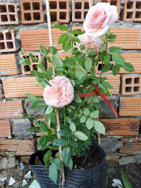 Hồng ngoại Abraham Darby Rose (hồng leo)