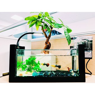 Combo bể cá kèm lọc thác+hút váng