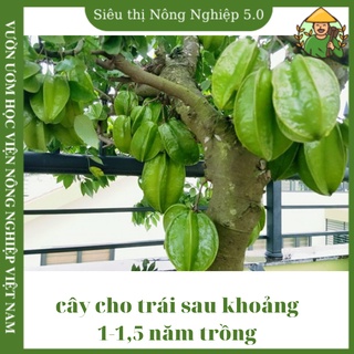 Cây giống khế ngọt F1, giống khế ngọt bonsai, cây khế ngọt đại học nông nghiệp 1 cao 40cm -60cm