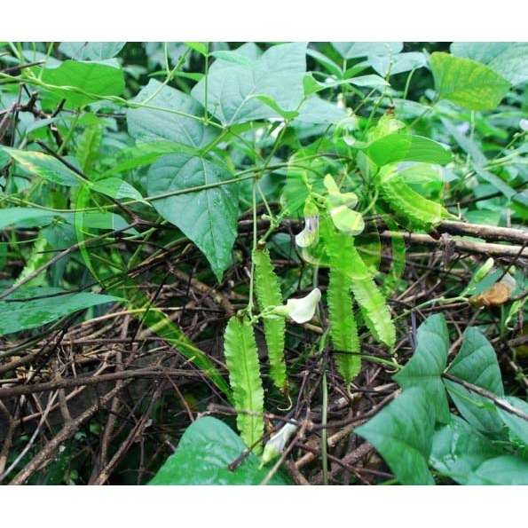 Hạt giống đậu rồng - gói 10 gram
