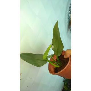 Trầu bà kiếm bạc