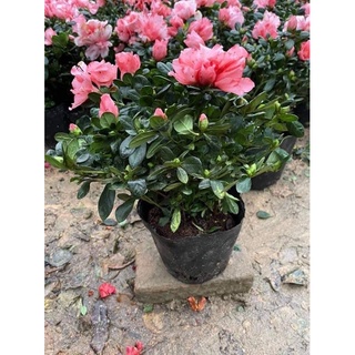 Cây hoa đỗ quyên, cây cảnh, cây hoa tết mới có, hoa đỏ hồng, sân vườn, cây trồng chậu, trồng ban công, sân thượng