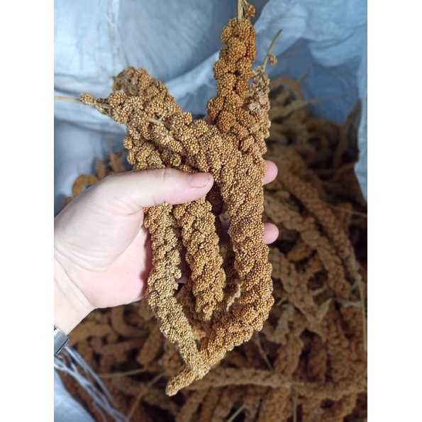 Kê chùm cho hamster, thỏ, sóc, vẹt và tắm cho bé gói 100g