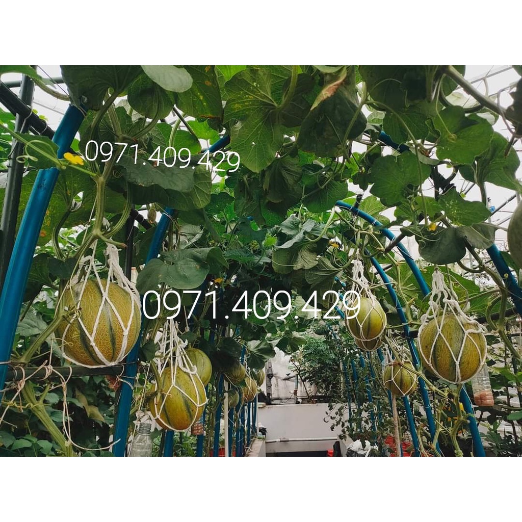 Túi lưới đựng dưa, đựng quả, túi lưới đỡ dưa lưới