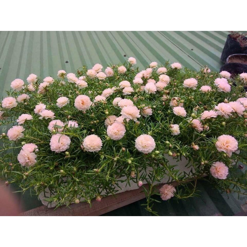 1000 HẠT GIỐNG HOA MƯỜI GIỜ KÉP NHIỀU MẦUBÔNG TO CÁNH KÉP CỰC KỲ ĐẸP