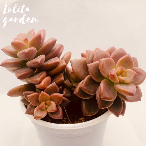 Sen đá đá nâu Đà Lạt size trung bình cây cảnh trang trí nhà cửa Lolita garden