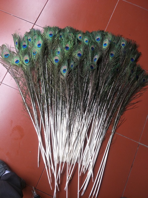 Combo 29 lông công mắt vừa 80cm | BigBuy360 - bigbuy360.vn