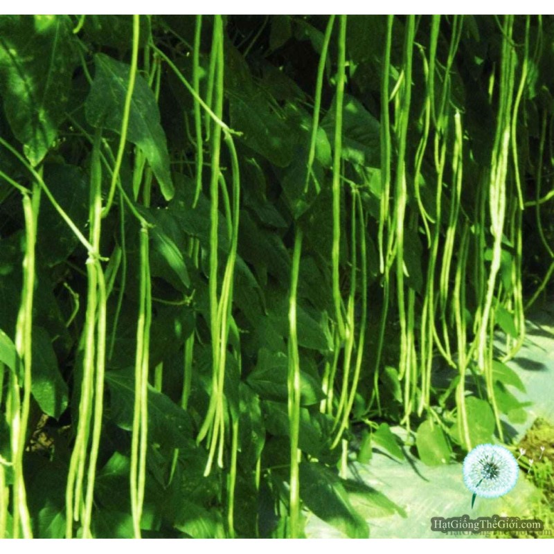 [Gói 20g] Hạt Giống Đậu Đũa Xanh