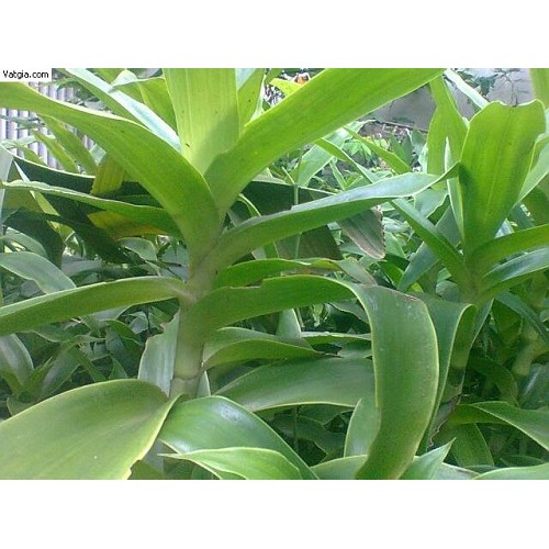 Lược vàng ngâm chuyên sâu răng hôi miệng