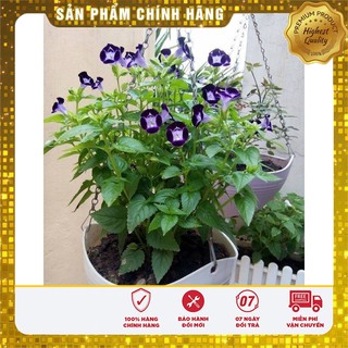 Hạt giống hoa mắt nai mix (10 Hạt )