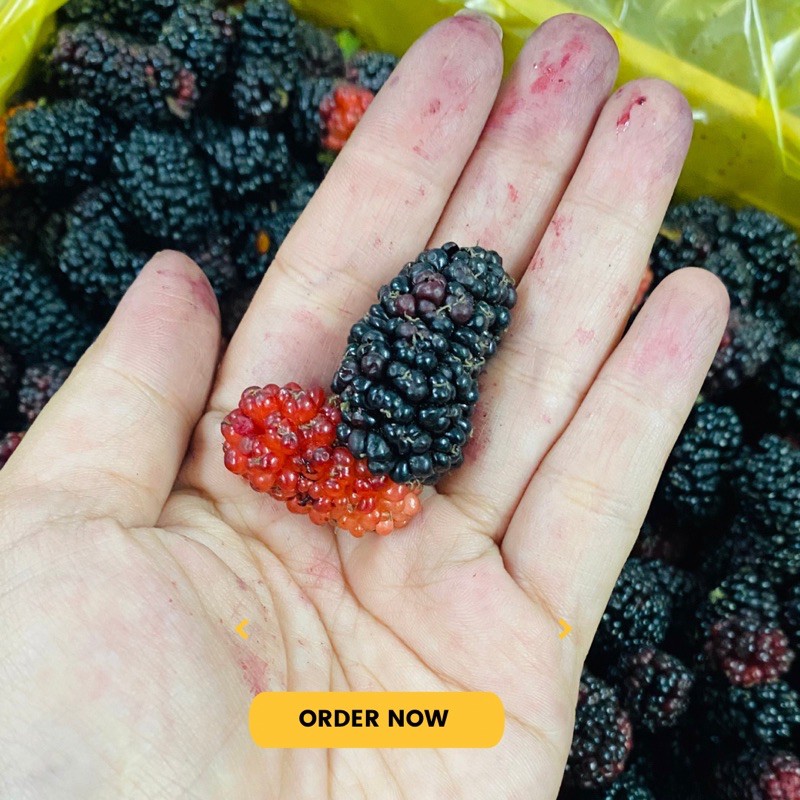 Dâu tằm tươi Đà Lạt hộp giấy 3kg - Nhận buổi Tối - hái trong ngày | BigBuy360 - bigbuy360.vn