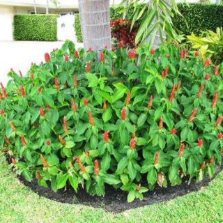 Cây giống hoa phúc lộc thọ