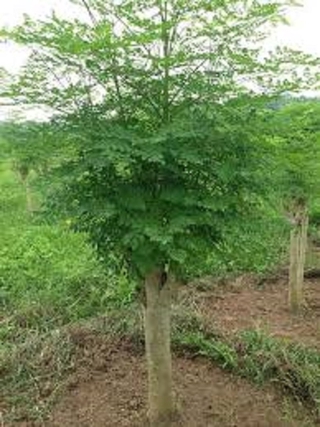 Cây chùm ngây, cây chùm ngây ăn lá cao từ 0,8m trở lên, hàng chất lượng đặc sản Phú Thọ