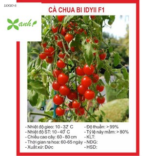 Hạt giống cà chua bi chùm 30 hạt