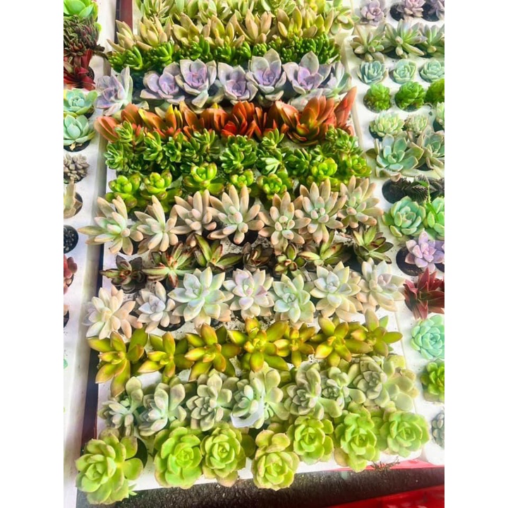 COMBO 5 Cây Sen Đá Mini (Mix Ngẫu Nhiên Không Trùng) - Sen Đá Trang Trí Bàn Học, Nhà Cửa,...[5 SEN ĐÁ]