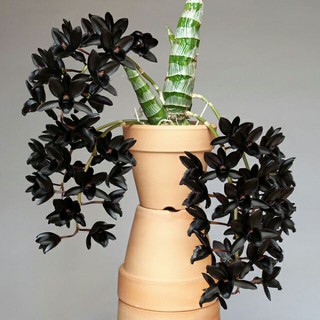 Lan ngọc trai đen