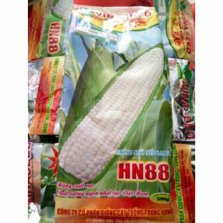 Hạt giống NGÔ NẾP LAI HN 88 ( bán lẻ 1 lạng 40k)