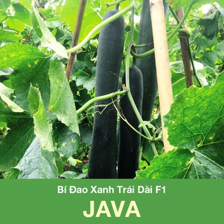 Bí Đao Xanh Trái Dài F1 JAVA