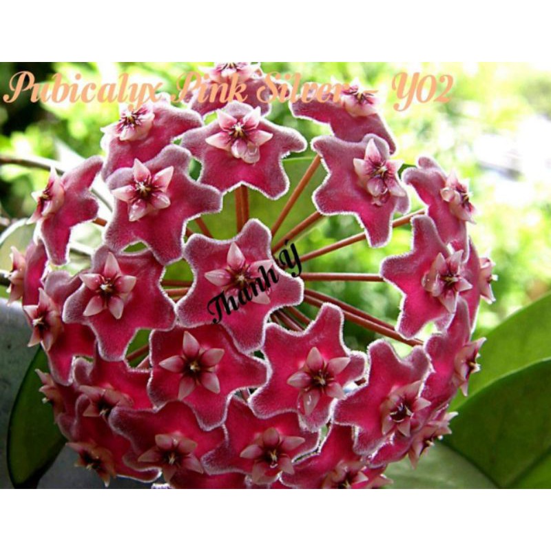 Lan cẩm cù - số 02