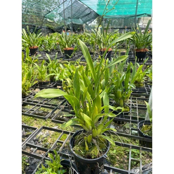 Hoa lan vũ nữ Damsay  vàng