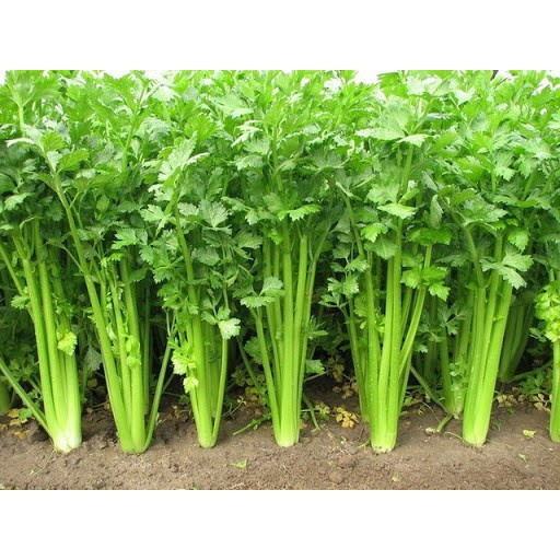 Hạt giống Cần Tây 5gram
