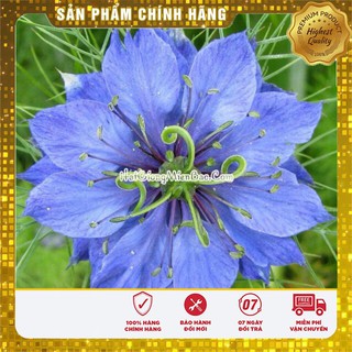 Hạt Giống Hoa Bảo Thạch Ba Tư ( 100 hạt)
