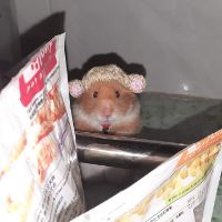 Nón hamster, sóc, bọ ú, rat,.... Bảng 3