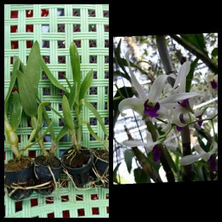 Lan denro nắng bà liễu cây con