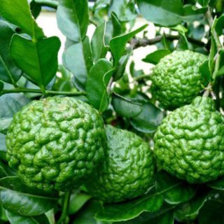Cây 🌲 Chanh Thái ( cây tranh số 8)