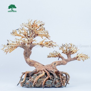 Lũa Bonsai, Lũa thủy sinh dùng trang trí hồ cá cảnh, hồ thủy sinh, văn phòng, nhà cửa (GH-BSR/03)