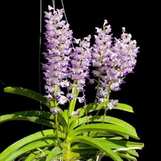 phong lan Hải Yến rừng 1 cây