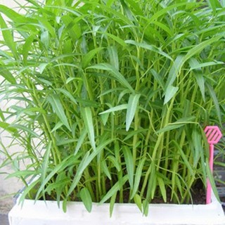 HẠT GIỐNG RAU MUỐNG NĂNG SUẤT, CỰC DỄ TRỒNG