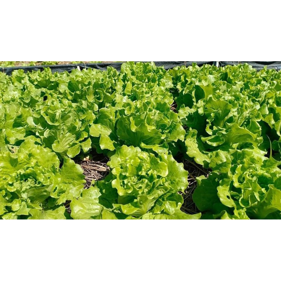 Hạt giống Xà lách búp Italian