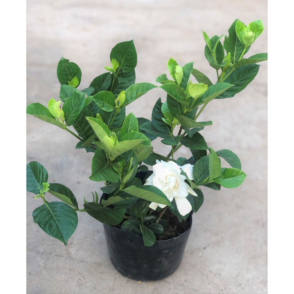 Cây Bạch Thiên Hương hoa thơm