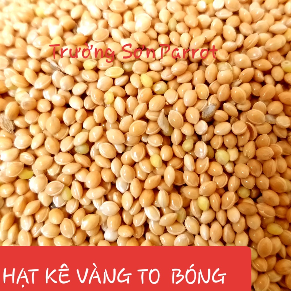 HẠT KÊ ĐỎ, KÊ VÀNG LOẠI TO GÓI 500g