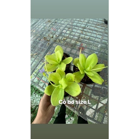 Cỏ bơ gigantea