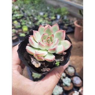 SEN ĐÁ VIỀN TÍM ĐỎ HỒNG NGẪU NHIÊN🌵SIZE6CM🌵 💎 |FREESHIP| 🔥 XUẤT XỨ ĐÀ LẠT, ĐÃ THUẦN KHÍ HẬU, SIÊU KHOẺ ĐẸP 🔥LỖI 1 ĐỔI 1